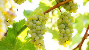 A Journey Through Sauvignon Blanc