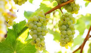 A Journey Through Sauvignon Blanc